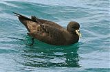 White-chinned Petrelborder=